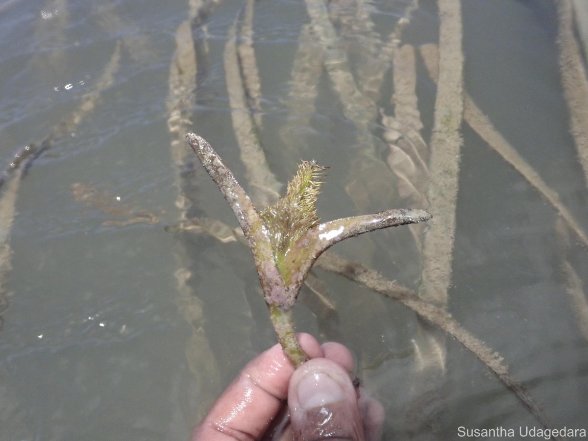 Enhalus acoroides (L.f.) Royle